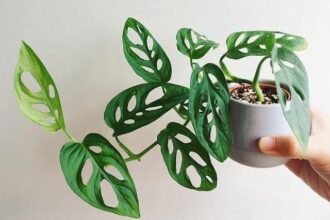 Monstera Adansonii vs. Alocasia Chantrieri: Which Statement Plant Suits Your Space?