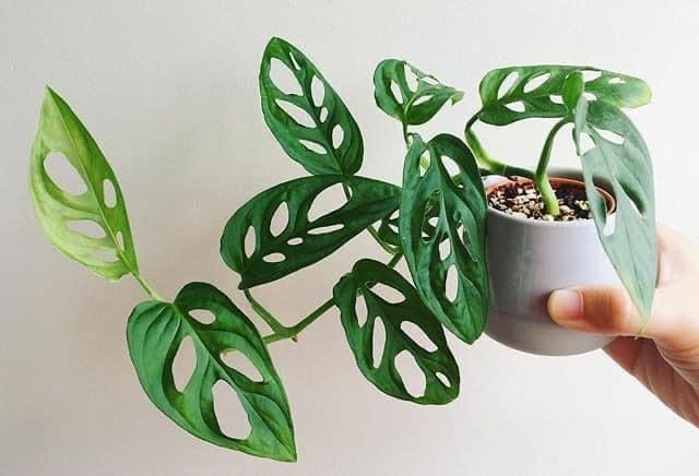 Monstera Adansonii vs. Alocasia Chantrieri: Which Statement Plant Suits Your Space?