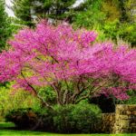 5 Fast-Growing Trees for Quick Shade