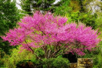 5 Fast-Growing Trees for Quick Shade