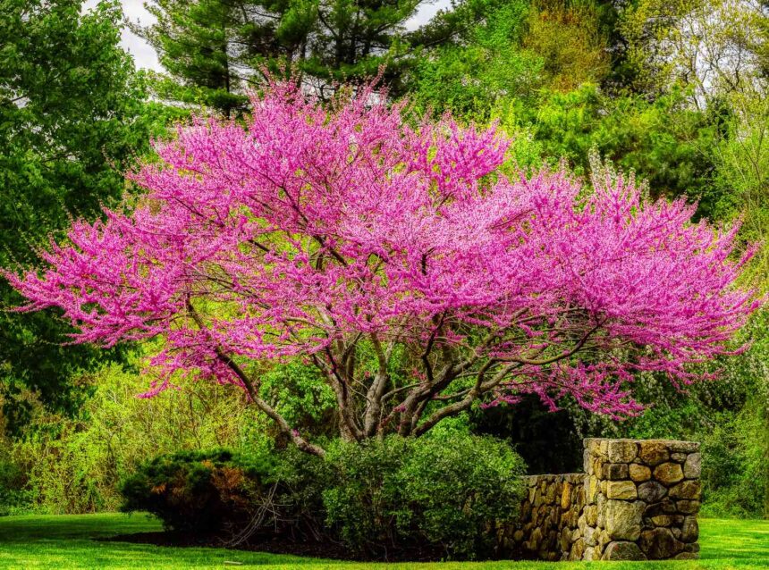 5 Fast-Growing Trees for Quick Shade