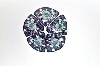 Unpacking the Benefits of Stem Cell Therapy