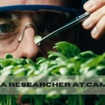 arugula researcher at cambridge