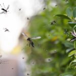 pose serious health risks in places like Arlington