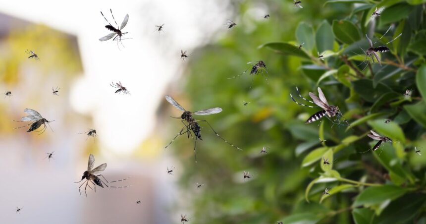 pose serious health risks in places like Arlington