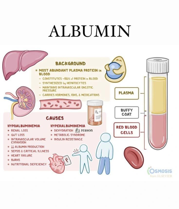 Albumīns: Understanding Its Role and Benefits