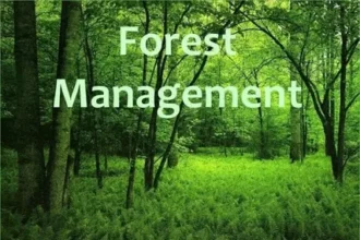 Forest Management