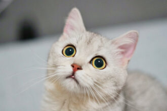 Pet Horoscopes: What the Stars Say About Your Cat’s Mood Swings