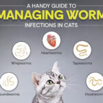 Worm Infections in Cats