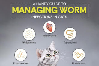 Worm Infections in Cats