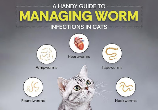 Worm Infections in Cats