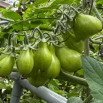 gebakken groene tomaten