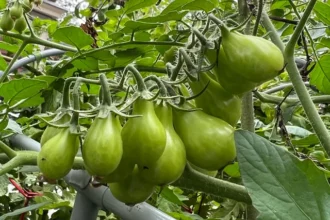 gebakken groene tomaten