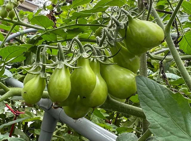 gebakken groene tomaten