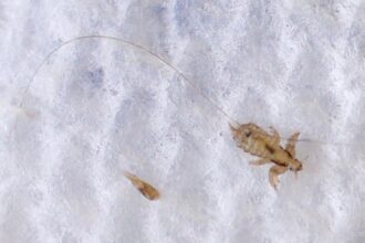 Super Lice Are No Match: The Proven Removal Methods That Work the First Time