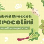 Crocolini: The Italian Bread That's Captivating Food Lovers