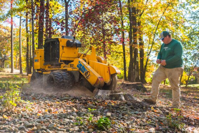 Beyond the Chainsaw: Why Stump Grinding Is Regina’s Best Kept Landscaping Secret
