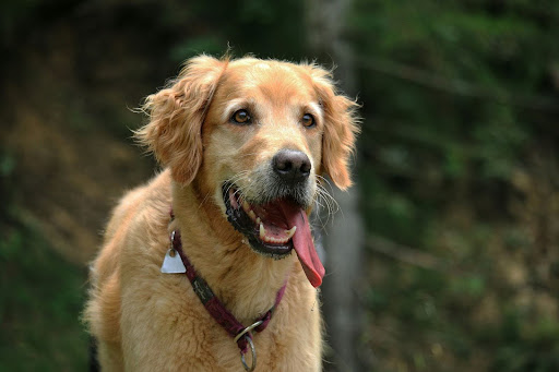 Pet
