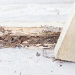 Could Ignoring Subtle Termite Signs Lead to Major Structural Damage?