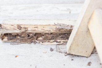 Could Ignoring Subtle Termite Signs Lead to Major Structural Damage?