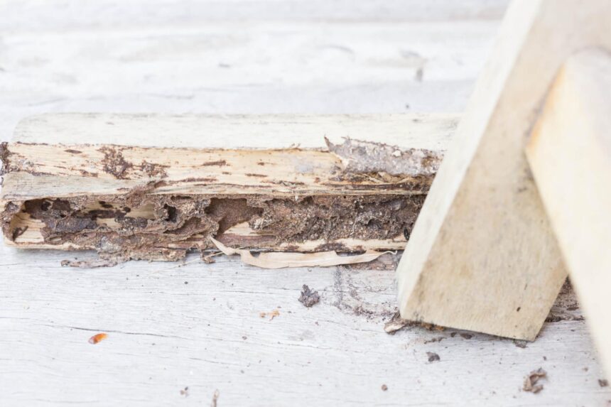 Could Ignoring Subtle Termite Signs Lead to Major Structural Damage?