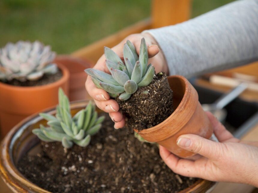 Your Complete Guide to Succulent Care for Beginners