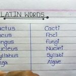english to latin