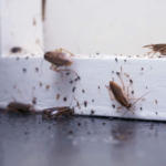 Pests Come Back Again and Again? Here’s What You’re Missing