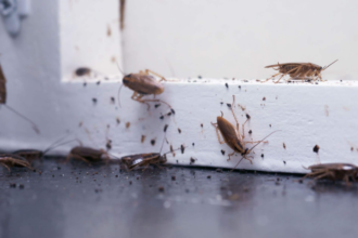 Pests Come Back Again and Again? Here’s What You’re Missing
