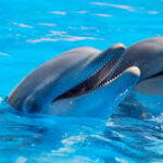 Discover What Makes Dolphin Cruise Hilton Head Island Unforgettable