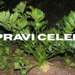What Is Pravi Celer? A Complete Guide to Real Celery Benefits