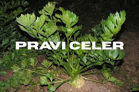 What Is Pravi Celer? A Complete Guide to Real Celery Benefits