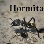 Hormita: The Complete Guide to This Fascinating Ant Species