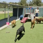 Dog Boarding