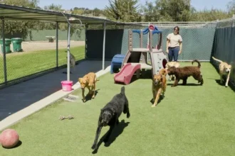 Dog Boarding