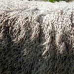 Wollmatten und Allergien