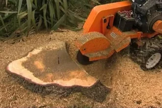 Tree Removal