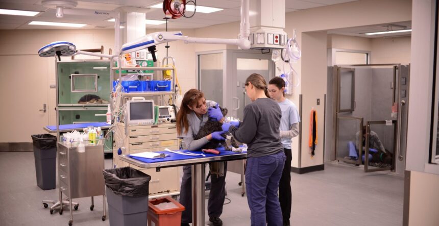 Veterinary Care