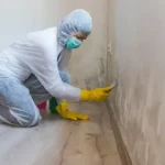 Why Choosing the Right Mold Remediation Company Matters