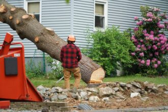 Why Professional Tree Stump Removal Transforms Your Property