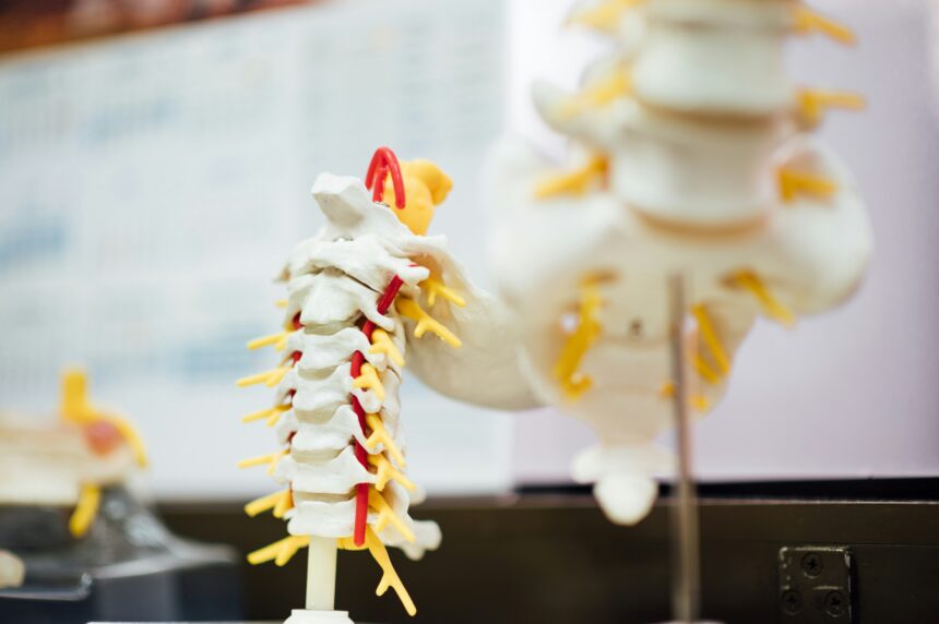 The Anatomy of Back Pain: What Your Spine Is Telling You