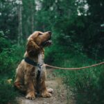 5 Mistakes New Owners Make in Dog Training