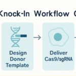 CRISPR Knock-In Protocol: Achieving High-Fidelity Cell Models