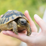 my turtle store coupon code