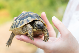 my turtle store coupon code