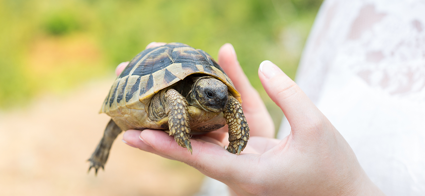 my turtle store coupon code