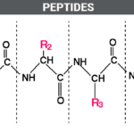 what are peptides