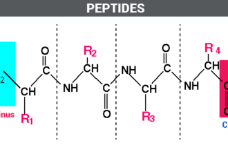 what are peptides