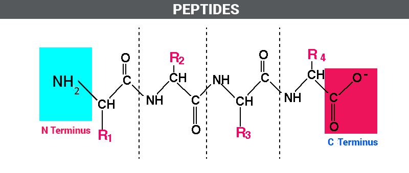 what are peptides