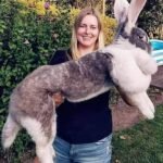 flemish giant rabbit for sale